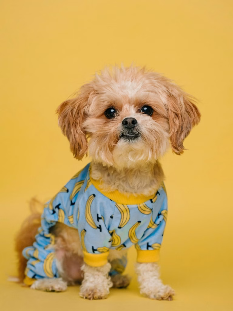 mall fluffy dog sitting on yellow background — Lap Dog Lifestyle breed guides and small dog care advice